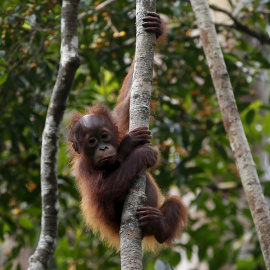 ORANGUTAN