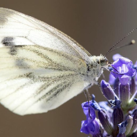 Una mariposa se posa en una flor de lavanda, en Múnich, Alemania. EFE/Sven hoppe