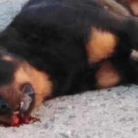 Imagen del rottweiler muerto después de que un policía local le disparara en Calafell, Tarragona. TWITTER/PACMA