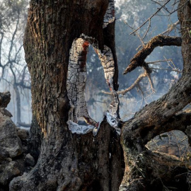 Naturaleza muerta después del incendio forestal de la Sierra de Gata cacereña. EFE/Eduardo Palomo