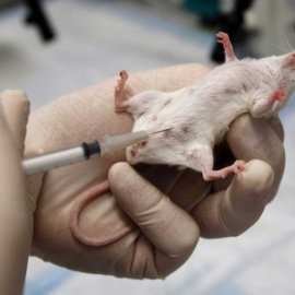 La Agencia de Protección Ambiental de EEUU anuncia que abandonará los experimentos con animales en 2035. / REUTERS