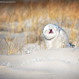 18/09/2019 - Una simpática lechuza. / The Comedy Wildlife 2019, Vicki Jauron