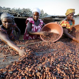 Trabajadoras del cacao en Djangobo, Costa de Marfil. / REUTERS