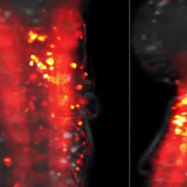 EEl sistema nervioso central de la larva de una mosca, en acción