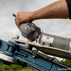 askekintza-maltrato-animal