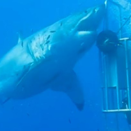 El tiburón más grande jamás filmado.