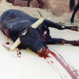 Foto de un toro torturado / Animanaturalis