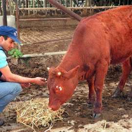 Un ejemplar de vaca bermeja de color rojizo. - AFP