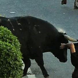Un toro embiste a un joven durante uno de los festejos taurinos de este verano