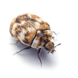 Uno de los artrópodos más comunes que los investigadores encontraron en los hogares: el escarabajo de las alfombras (Anthrenus verbasci). / Matt Bertone/Universidad Estatal de Carolina del Norte.