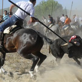 Un participante clava al toro la lanza durante el festejo del Toro de la Vega.- PACMA