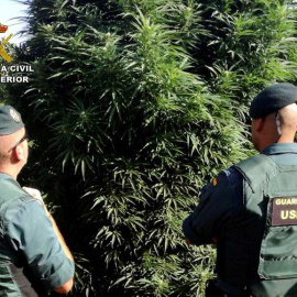 Dos agentes de la Guardia Civil observan una de las plantas requisadas en Totana. (EFE)
