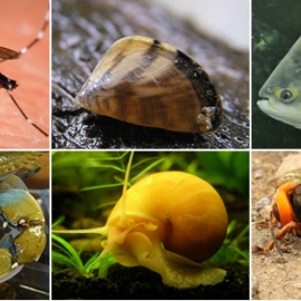 Seis de las especies invasoras que se han instalado recientemente en España (de izqda a dcha): el mosquito tigre, el mejillón cebra, el pacú, el cangrejo azul, el caracol manzana y la avispa asiática.