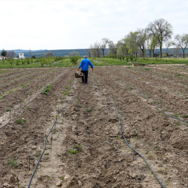 Un agricultor en un campo de Aranjuez.