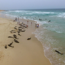 132 delfines quedan varados en una de las playas de la isla de Boavista (Cabo Verde)  26/09/19