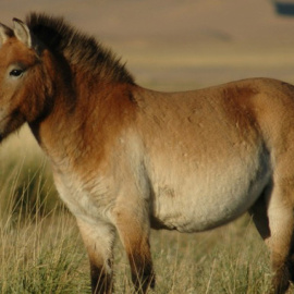 Según los investigadores, el cebro ibérico se parecería mucho a un caballo de Przewalski (Equus przewalskii) pero de color gris, en vez de ser de color arena.