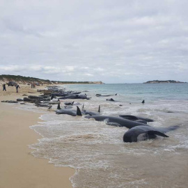 Una parte de las ballenas varadas en Australia. | REUTERS