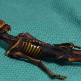 El esqueleto, de 15 centímetros de largo y con la cabeza en forma de cono, fue descubierto tras una iglesia en el desierto chileno de Atacama. | ARCHIVO