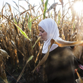 Una refugiada siria camina por un maizal cerca de la frontera entre Hungría y Serbia cerca de Roszke (Hungría) .- EFE/Sandor Ujvari