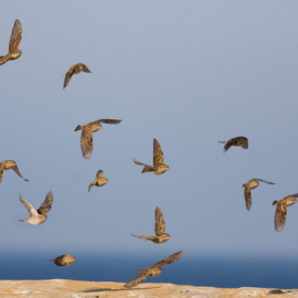 Aves a su paso por Tarifa / © John Wright