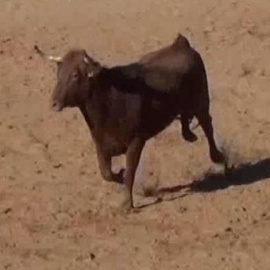 Desde ahora no está permitido “herir, pinchar, golpear o tratar cruelmente a las reses” en el millar de sueltas de vaquillas y encierros que se celebran cada año en la comunidad.