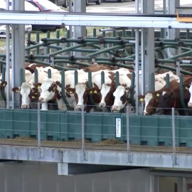 30/09/2019 - Vacas sobre la plataforma flotante de la granja de Róterdam (Países Bajos). / REUTERS