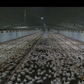Gallinas, en una imagen del documental Dominion