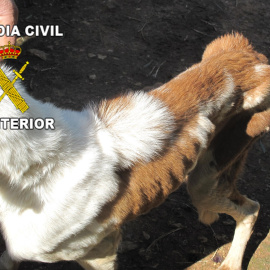 Uno de los perros hallados en el inmueble. GUARDIA CIVIL