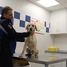 Un agente sujeta a uno de los perros policía de la Policía Municipal de Madrid. AYUNTAMIENTO DE MADRID