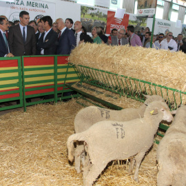 El presidente del Gobierno en funciones, Pedro Sánchez, que ha participado en la inauguración de la Feria Internacional Ganadera de Zafra (Badajoz) observa unas ovejas de raza merina. EFE/ Jero Morales