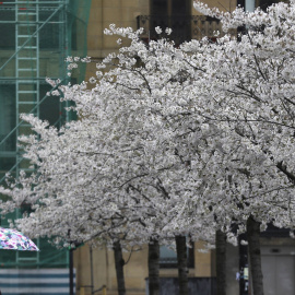 Una joven camina junto a unos cerezos en flor de la plaza de Cataluña de San Sebastián. EFE