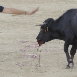 Captura del vídeo de la becerrada popular que se celebra en la localidad manchega de Valmojado.