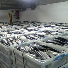 Casi el 80% de las caballas que se pescan en aguas cercanas a Canarias llevan en su estómago pequeños fragmentos de plástico/EFE