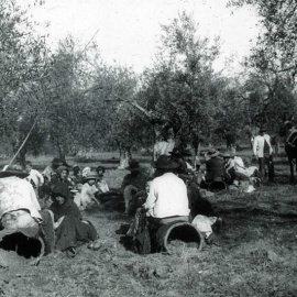 Gitanos trabajando en la recogida de la aceituna. | Asociación de Mujeres Gitanas ROMI de Granada.