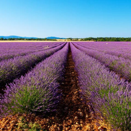 lavanda-provenza