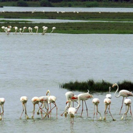 Parque Nacional de Doñana