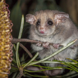 La zarigüeya puede detectar el humo de los incendios incluso cuando está hibernando/SINC Gerhard Koertner