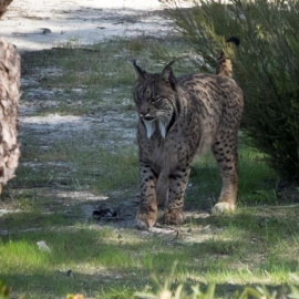 Una hembra de lince ibérico que reside en el Observatorio de Linces del Espacio Natural de Doñana. EFE/Julián Pérez