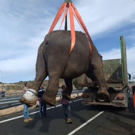 Traslado de uno de los elefantes tras el accidente - Twitter