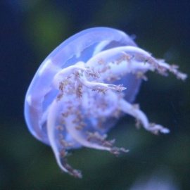 Los expertos aseguran que el número de medusas están disminuyendo en el Mediterráneo. CSIC