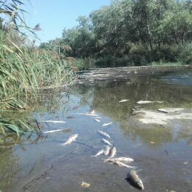 Imagen de los peces muertos en el río Henares.