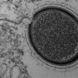 Descubren un virus gigante desconocido en el suelo congelado de Siberia. /PNAS-CNRS