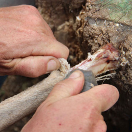 Los científicos realizaron una serie de experimentos con huesos actuales para llegar a sus conclusiones. / Maite Arilla