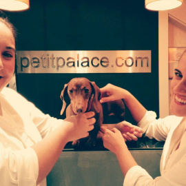 Los perros son permitidos en varios hoteles de España, este, en el Petit Palace/petitpalace.com