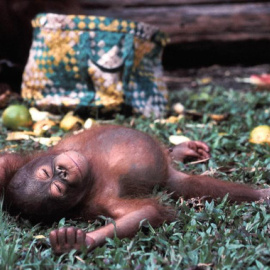 Un joven orangután de Borneo (Pongo pygmaeus), una de las especies clasificadas en la categoría ‘en peligro crítico’
