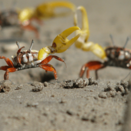 Los machos del género Uca presentan una pinza desproporcionadamente grande respecto a la otra. Las hembras no la tienen. ANU