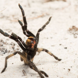 Un individuo de Ceratogyrus attonitifer en posición de ataque levantando las patas delanteras en su hábitat natural. / Kostadine Luchansky