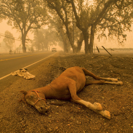 Un caballo muerto a consecuencia del incendio en Middletown, en California. REUTERS