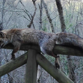 Un zorro aparece muerto y atado a una valla del Parque Natural de Las Ubiñas-Las Mesas./Twitter
