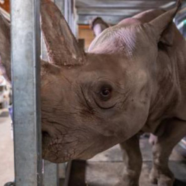 El rinoceronte negro, Doppsee, espera su primera cría. / D. Turner